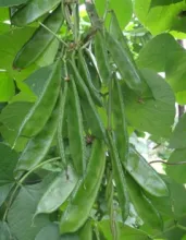 Dolichos Bean - Arka Prasidhi