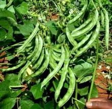 Dolichos Bean - Arka Soumya