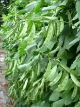 Dolichos Bean - Arka Swagath