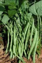 French bean - Arka Anoop