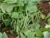 French bean - Arka Arjun