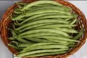 French bean - Arka Komal