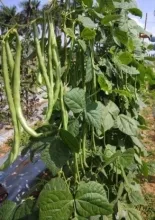 French bean - Arka Sukomal