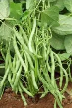 French bean - Arka Suvidha 