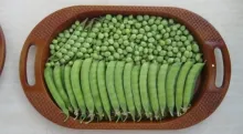 Garden Pea - Arka Ajit