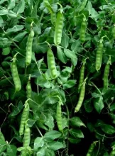 Garden Pea - Arka Apoorva 