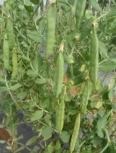 Garden Pea - Arka Chaitra
