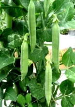 Garden Pea - Arka Harini