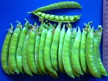 Garden Pea - Arka Karthik