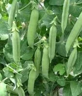 Garden Pea - Arka Mayur