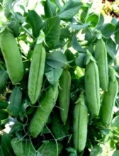 Garden Pea - Arka Nirmal