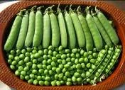 Garden Pea - Arka Pramodh