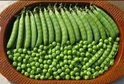 Garden Pea - Arka Priya