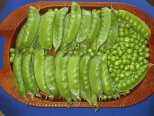 Garden Pea - Arka Sampoorna