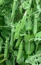 Garden Pea - Arka Tapas