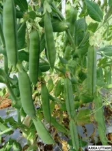 Garden Pea - Arka Uttam