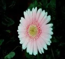 Gerbera - Arka Ashwa (IIHR 3-34)