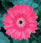 Gerbera - Arka Nesara (IIHR 8-45)