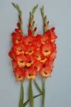 Gladiolus - Arka Aayush