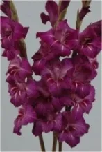 Gladiolus - Arka Pratham