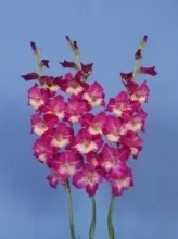 Gladiolus - Arka Ranjini