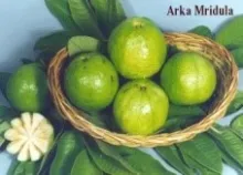 Guava - Arka Mridula
