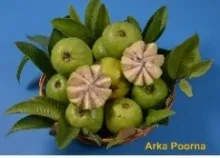 Guava - Arka Poorna