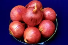 Onion - Arka Kirhiman