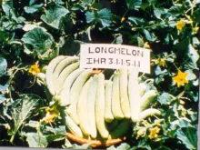 Long Melon -Arka Sheetal
