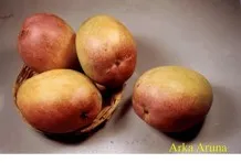 Mango - Arka Aruna
