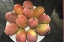 Mango - Arka Neelachal Kesri