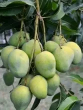 Mango - Arka Suprabhath