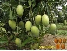Mango - Arka Udaya