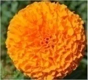 Marigold - Arka Agni