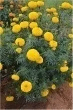 Marigold - Arka Bangara-2