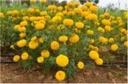 Marigold - Arka Bangara