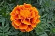 Marigold - Arka Madhu