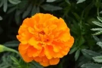 Marigold - Arka Pari