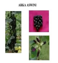 Mucuna - Arka Aswini