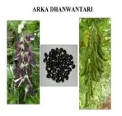 Mucuna - Arka Dhanwantri
