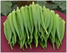 Okra - Arka Nikitha 