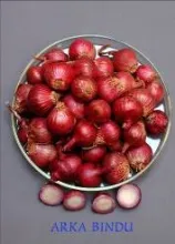 Onion - Arka Bindu
