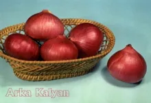 Onion - Arka Kalyan