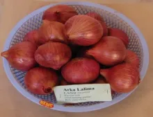 Onion - Arka Lalima