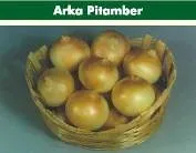 Onion - Arka Pitamber