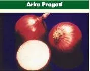 Onion - Arka Pragati