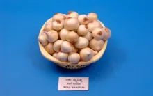 Onion - Arka Swadista