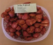 Onion - Arka Ujjwal