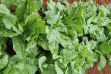 Palak - Arka Anupama