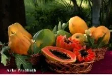 Papaya - Arka Prabhath